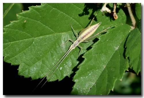 Réf. 211 641 : Oecanthus pellucens pellucens