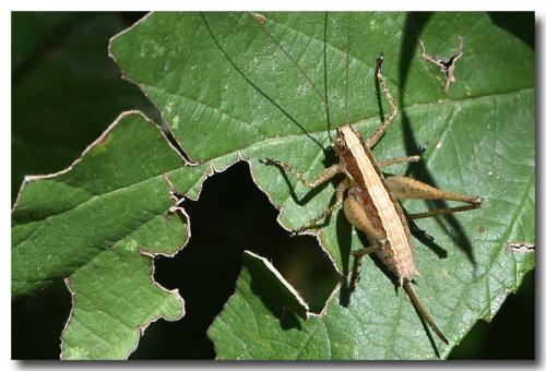 Réf. 211 652 : Yersinella raymondii