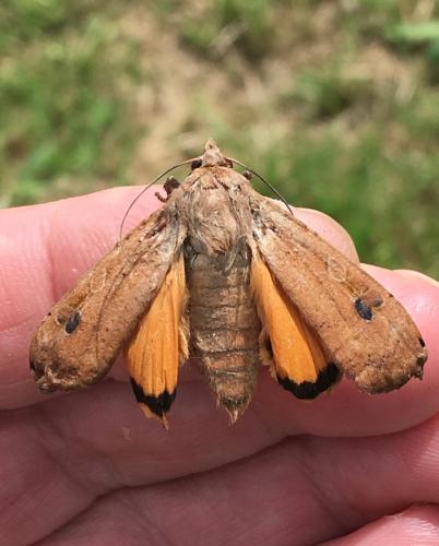 Noctua pronuba