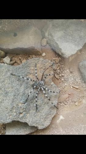 Eusparassus sp.
