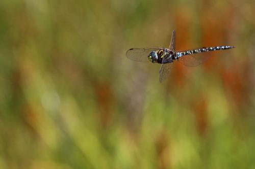 Aeshna subarctica elisabethae
