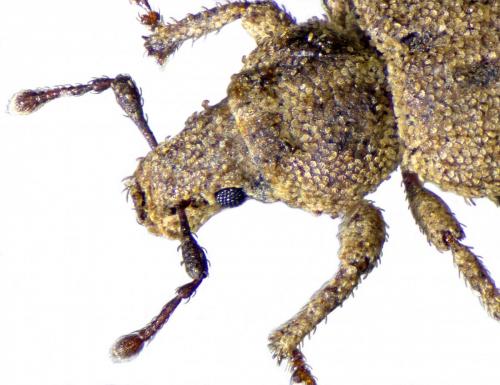 Trachyphloeus fusciscapus