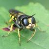 211561 – Photo : Didier Houbrechts – Belgique