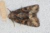 211025 – Photo : Michel Mathieu – France (46)