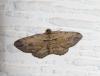 211474 – Photo : Arnaud Jean-Pierre – France (09)