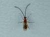 211000 – Photo : Didier Levasseur – Thaïlande