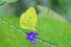 211544 – Photo : Fabricius – Sri Lanka