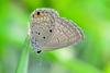 211621 – Photo : Fabricius – Sri Lanka