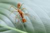 211224 – Photo : Fabricius – Sri Lanka
