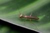 211222 – Photo : Fabricius – Sri Lanka
