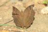 211809 – Photo : Fabricius – Sri Lanka