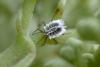 211273 – Photo : Fabricius – Sri Lanka