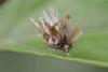 211221 – Photo : Fabricius – Sri Lanka