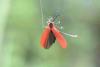 211271 – Photo : Fabricius – Sri Lanka