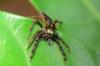211549 – Photo : Fabricius – Sri Lanka