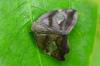 211548 – Photo : Fabricius – Sri Lanka