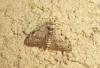211926 – Photo : The Ghost Nightjar – France (56)
