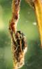 Helophorus sp.