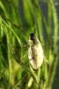 211533 – Photo : Mathurin CARNET – France (58)