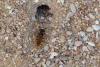 211038 – Photo : Jean Ygnard – France (89)