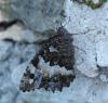 211502 – Photo : ORCHALLAN – France (46)