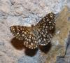 211598 – Photo : ORCHALLAN – France (46)