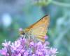 211834 – Photo : ORCHALLAN – France (46)