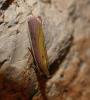 211830 – Photo : ORCHALLAN – France (46)
