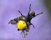 211079 – Photo : Bartolome Joseph – France (42)