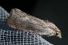 211203 – Photo : Denis Poirier – France (74)