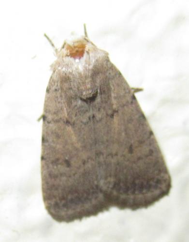Caradrina aspersa