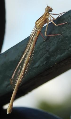 Réf. 212 601 : Platycnemis acutipennis