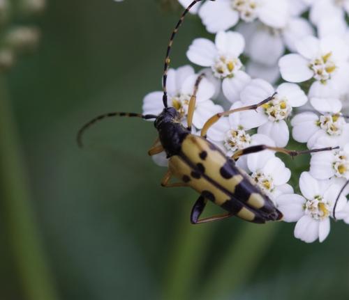 Rutpela maculata