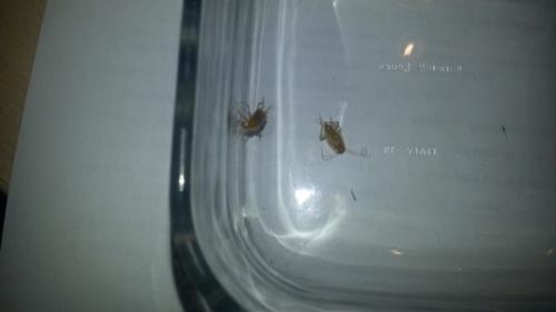 Ectobius sp.