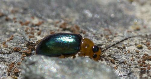 Réf. 212 062 : Sermylassa halensis