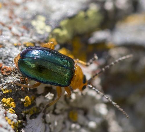 Réf. 212 050 : Sermylassa halensis
