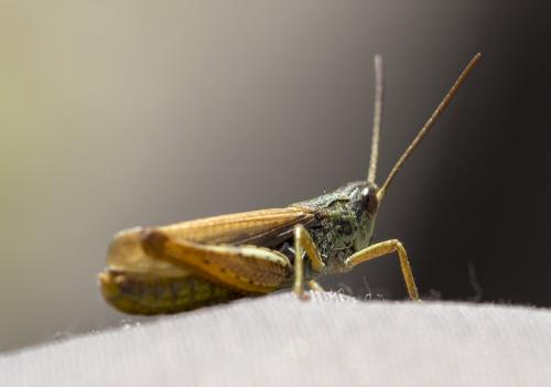 Chorthippus apricarius apricarius