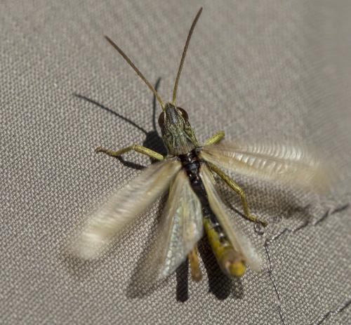 Chorthippus apricarius apricarius