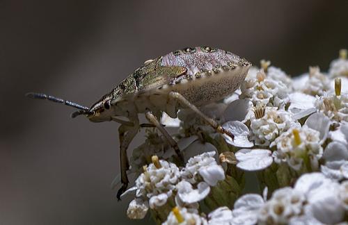 Carpocoris purpureipennis