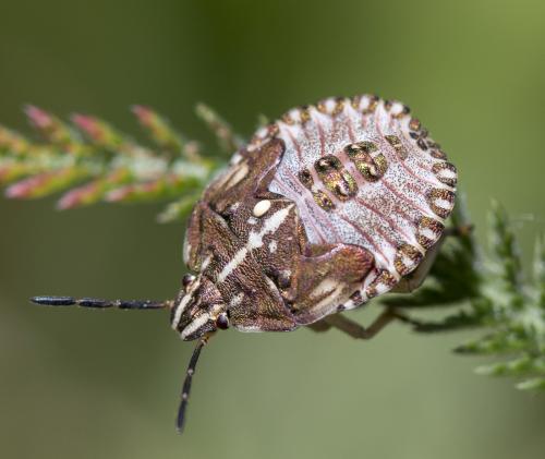 Carpocoris purpureipennis
