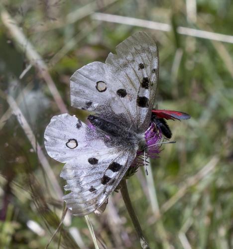 Réf. 212 012 : Parnassius apollo