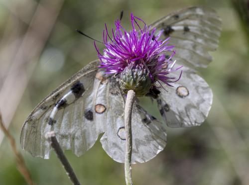 Réf. 212 023 : Parnassius apollo