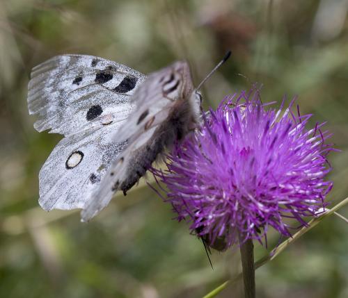 Réf. 212 024 : Parnassius apollo