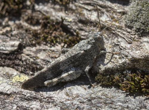 Réf. 212 031 : Oedipoda germanica germanica
