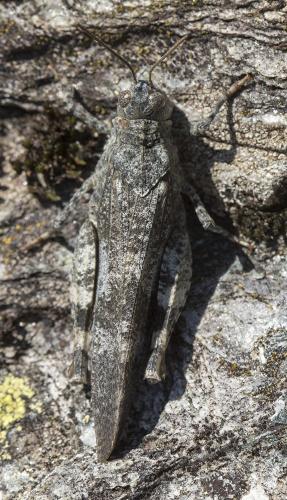 Réf. 212 032 : Oedipoda germanica germanica