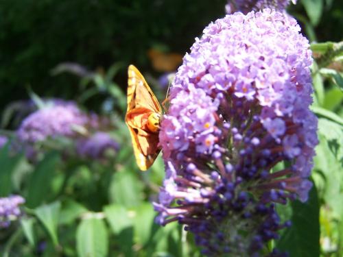 Réf. 212 127 : Euplagia quadripunctaria
