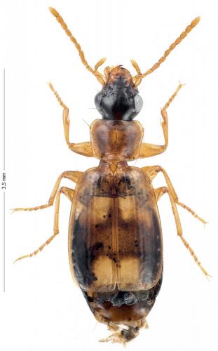 Philorhizus sp.