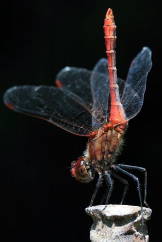 Sympetrum sanguineum