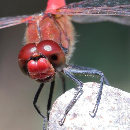 Sympetrum sanguineum