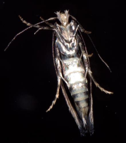 Mompha subbistrigella